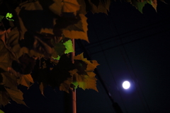 秋ですね
