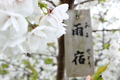 あまやどり