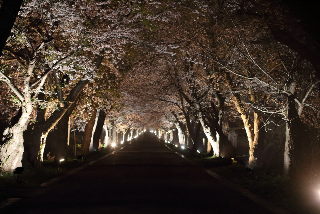 夜桜