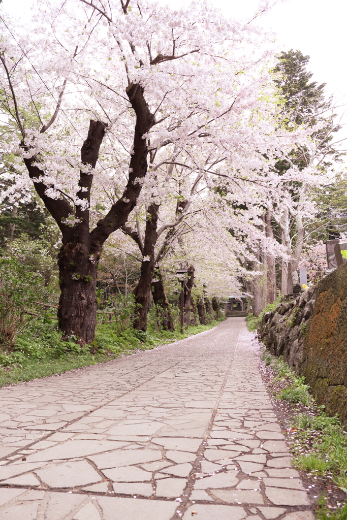 さくら道