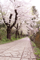 さくら道