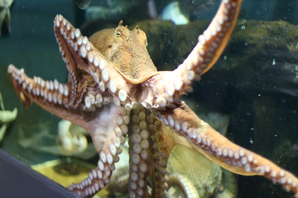 タコ