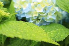 雨上がり