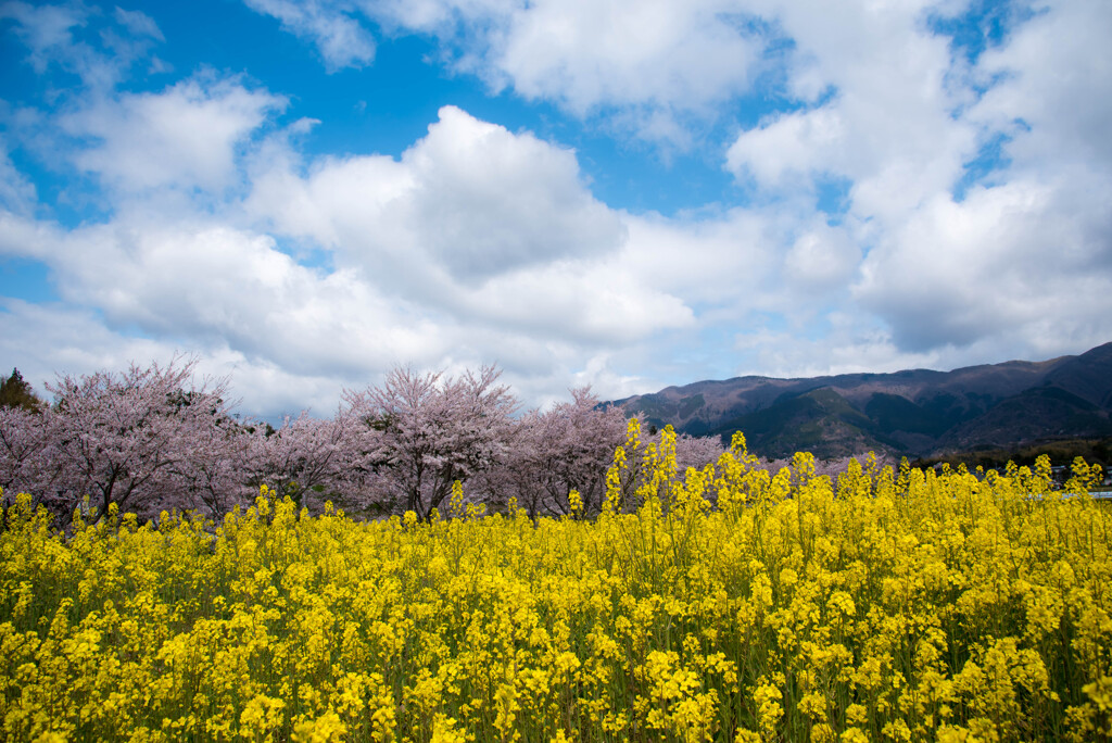 菜の花と桜１