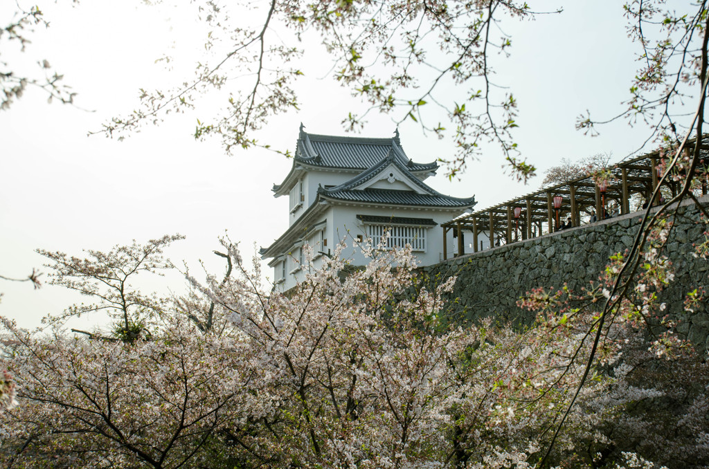 鶴山公園４