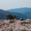 三休公園の桜