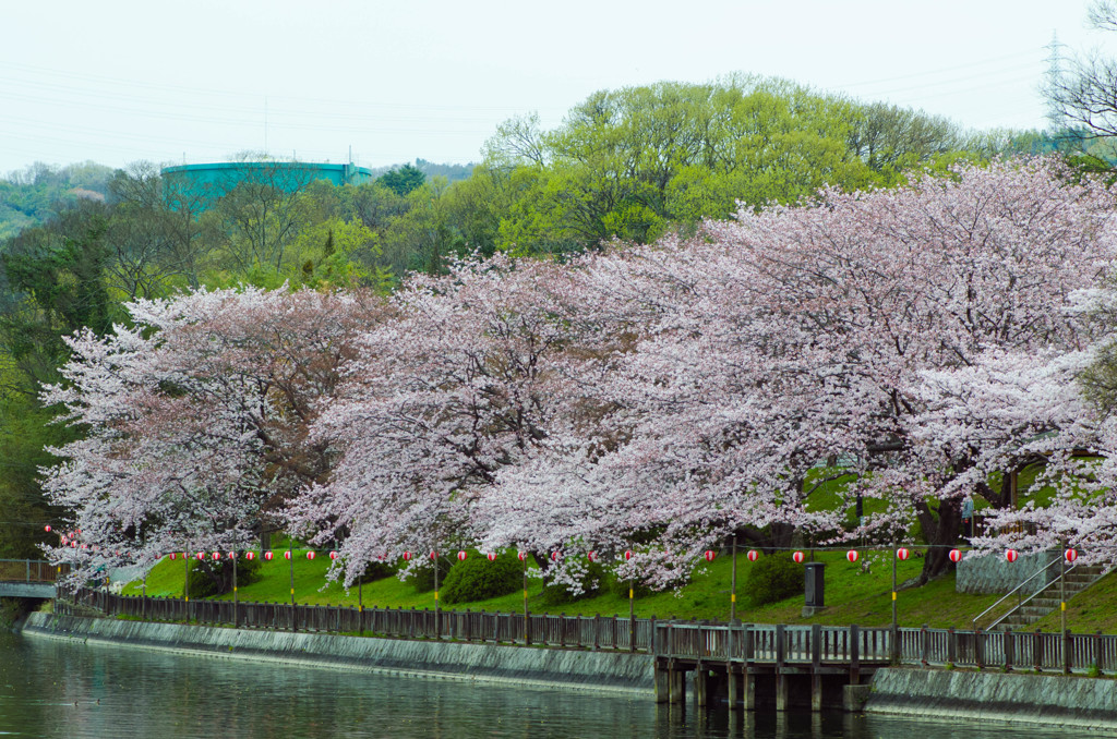 倉敷酒津公園１