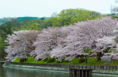 倉敷酒津公園１