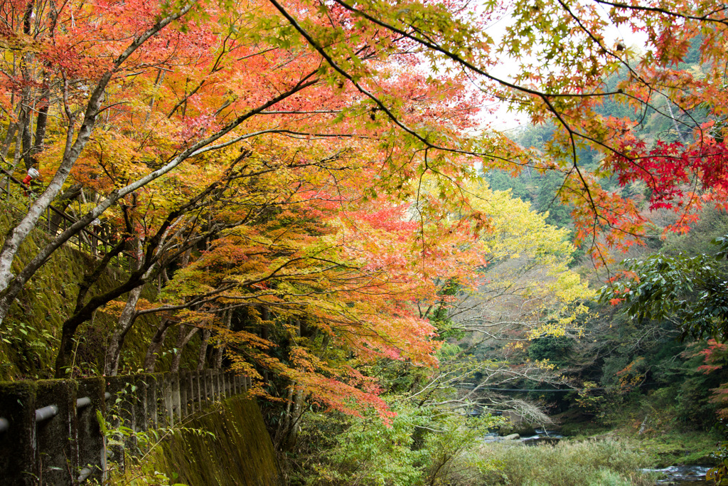 紅葉