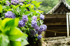 再び紫陽花#1