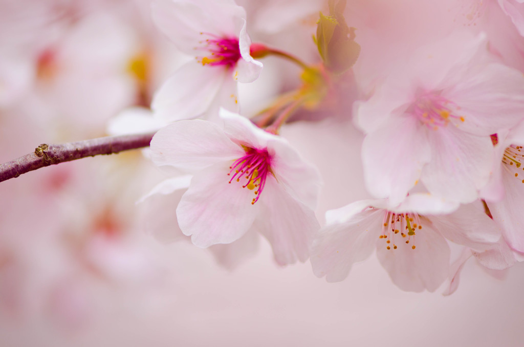 高梁紺屋川の桜１