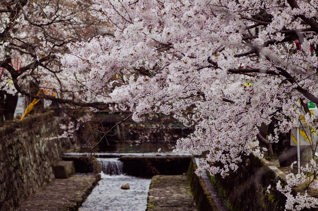 高梁紺屋川の桜５