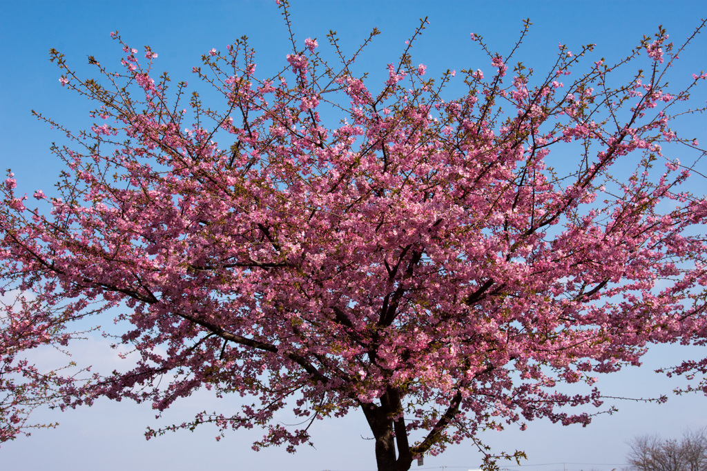 河津桜6