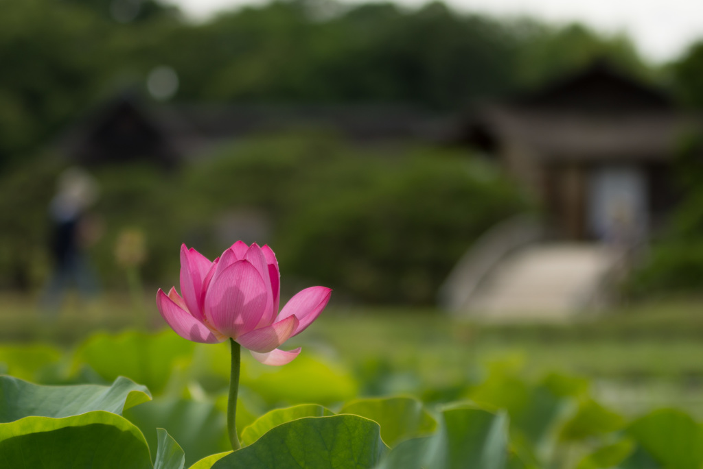 後楽園のハス