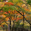紅葉色づきはじめ