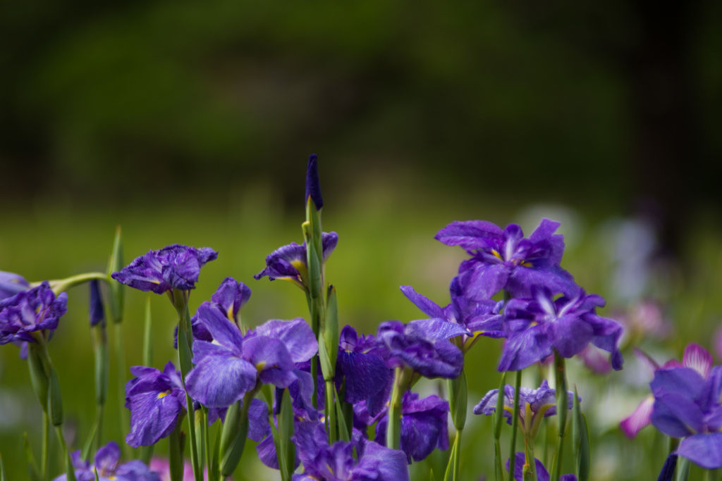 後楽園の菖蒲