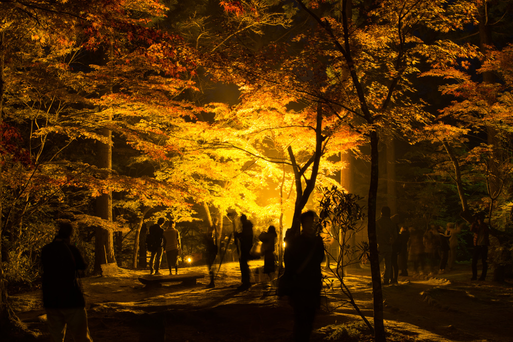 紅葉を撮る