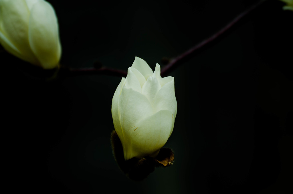 半田山植物園にて１