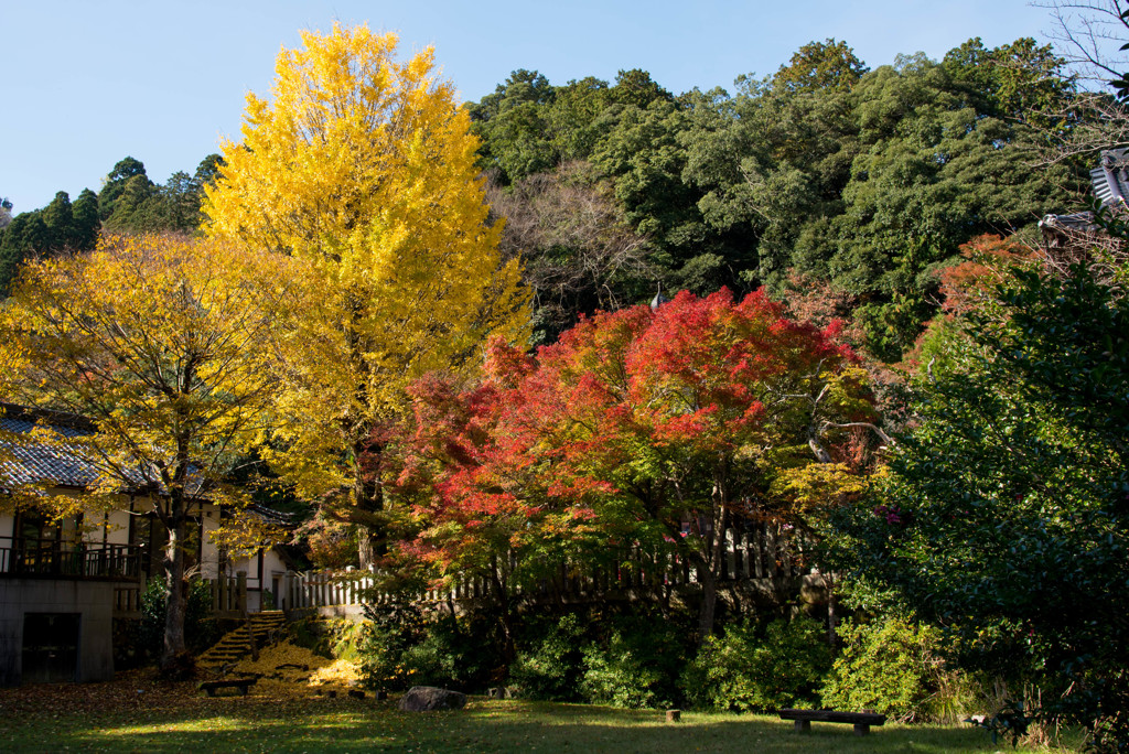 城崎温泉温泉寺の紅葉