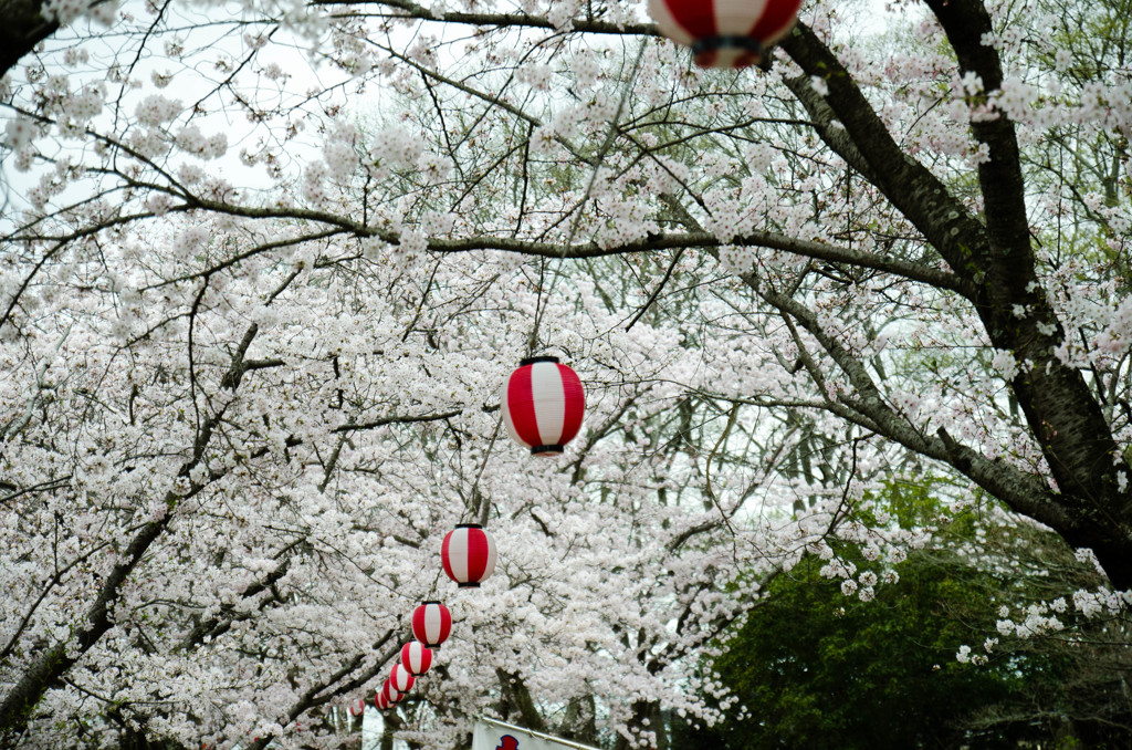倉敷酒津公園１０
