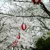 倉敷酒津公園１０