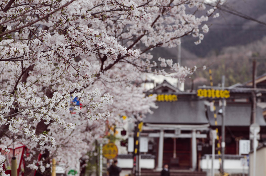 高梁紺屋川の桜６