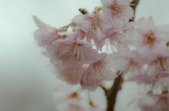 半田山植物園にて２