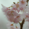 半田山植物園にて２