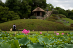 後楽園のハス