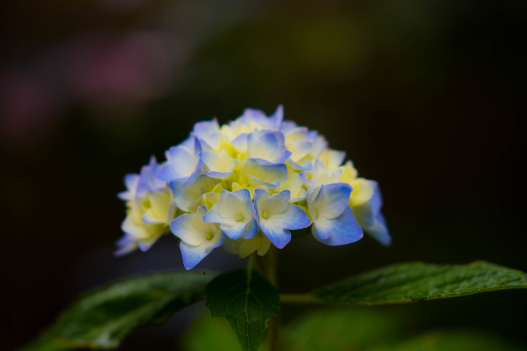 紫陽花