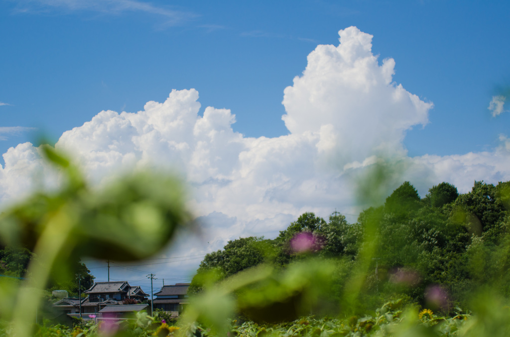 夏の空