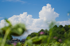 夏の空