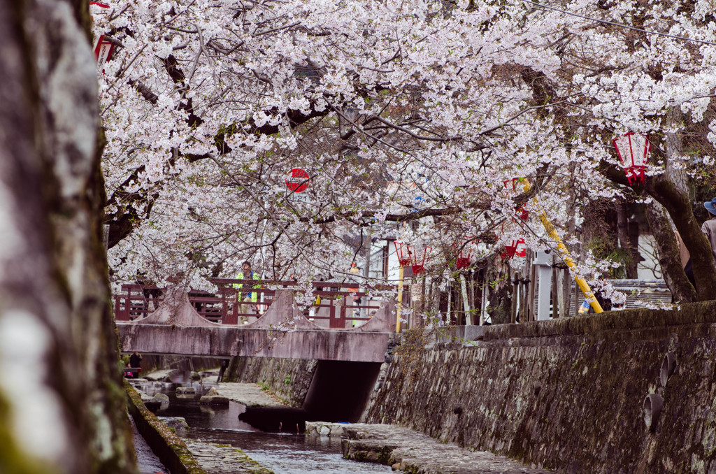 高梁紺屋川の桜８