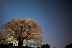 夜の醍醐桜