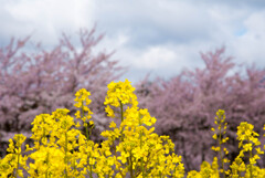 菜の花と桜２