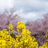 菜の花と桜２