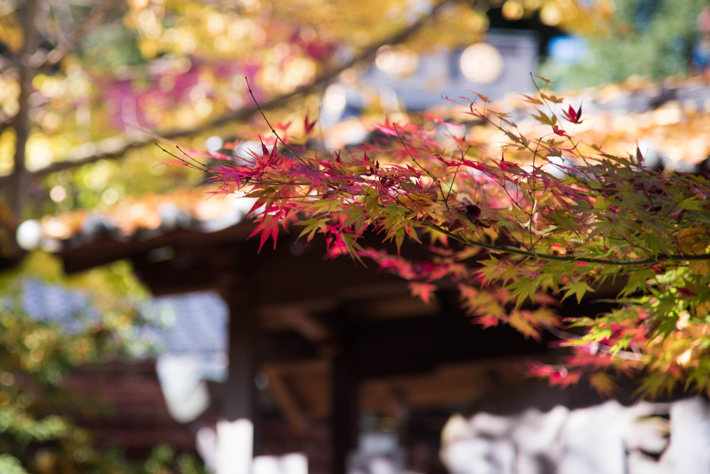温泉寺