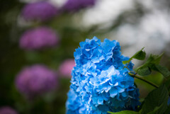 普門寺の紫陽花②