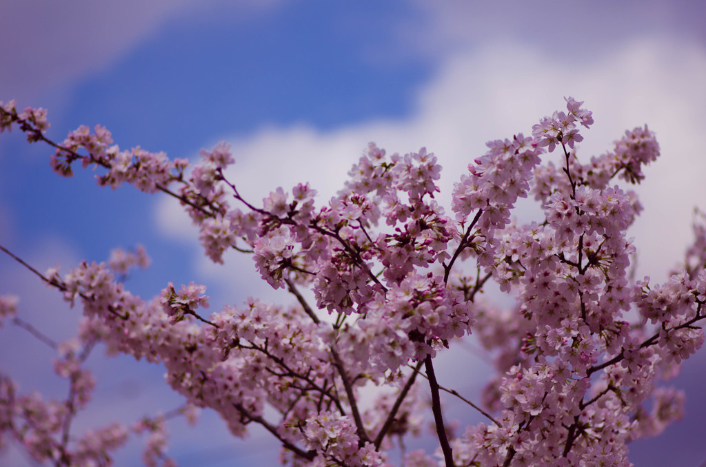 高梁紺屋川の桜２