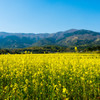 奈義の菜の花