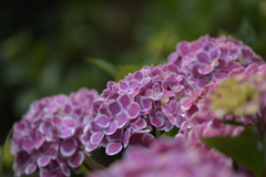 西法院の紫陽花３