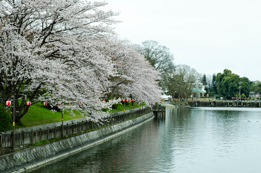倉敷酒津公園８