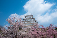 姫路城と桜③