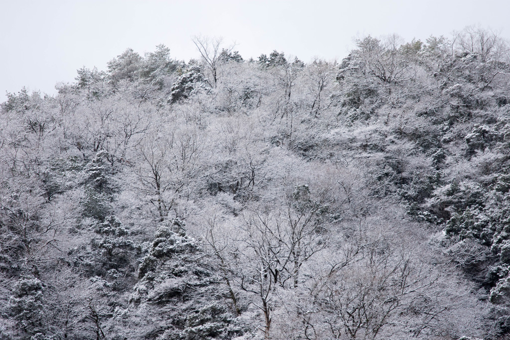 雪化粧1