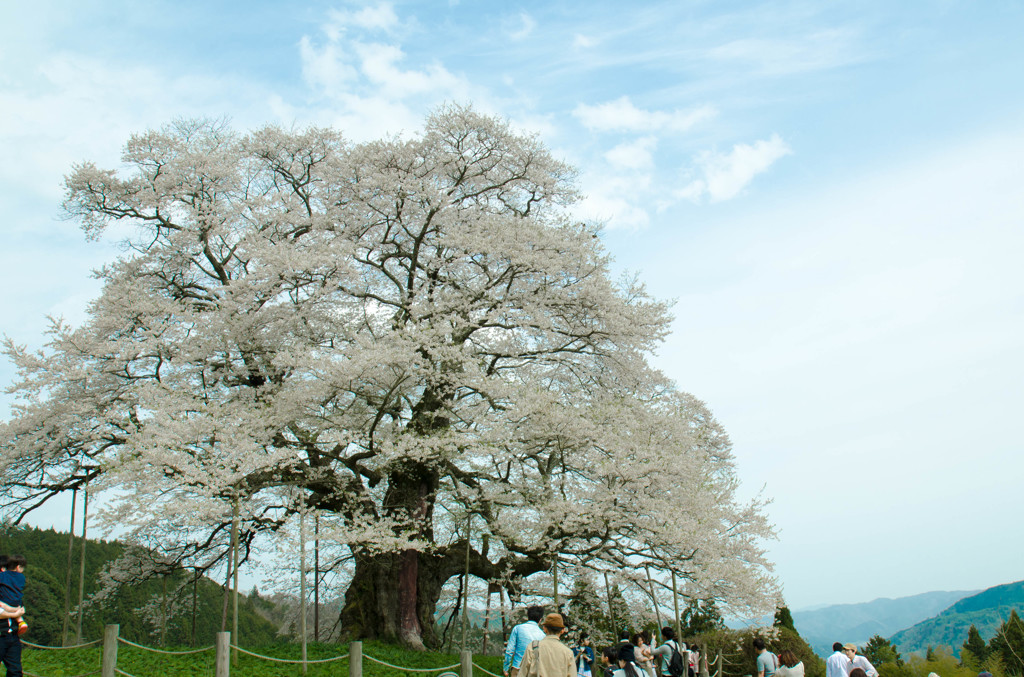 醍醐桜３