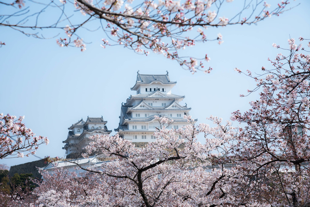 姫路城と桜①