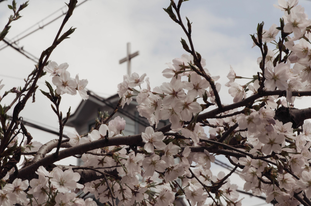 高梁紺屋川の桜４