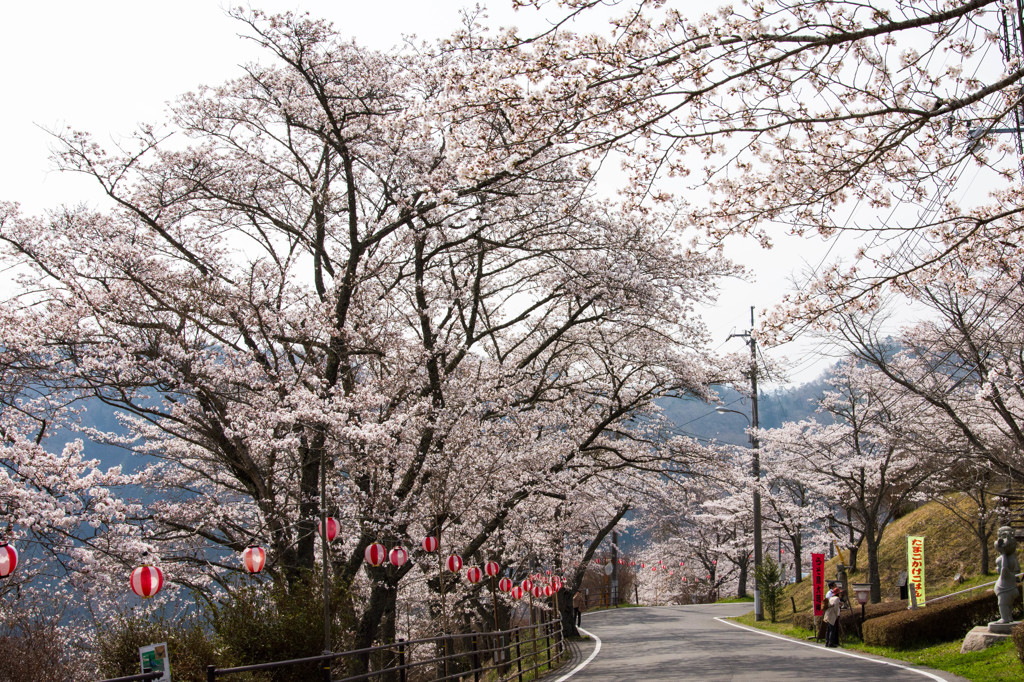 三休公園の桜