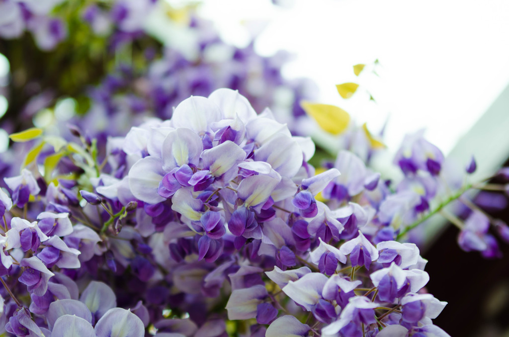 藤の花４