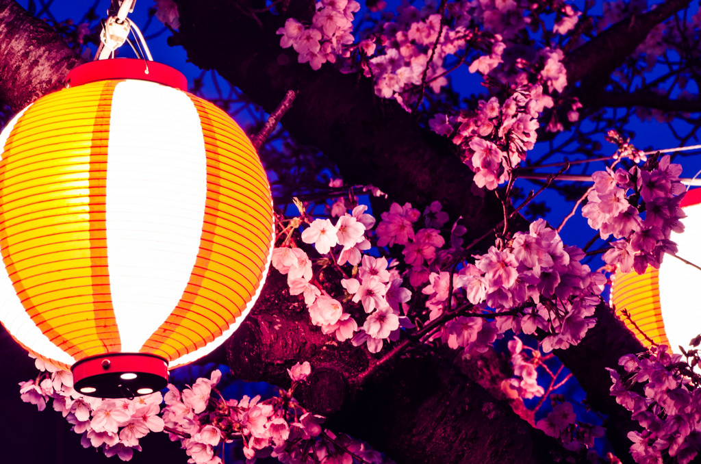 酒津公園の夜桜３